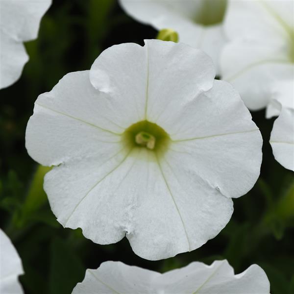 Shock Wave<sup>®</sup> White Bloom