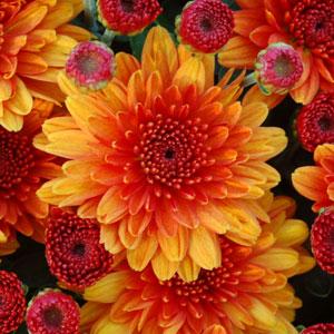 Garden Mum Autumn Glow Bronze Bloom