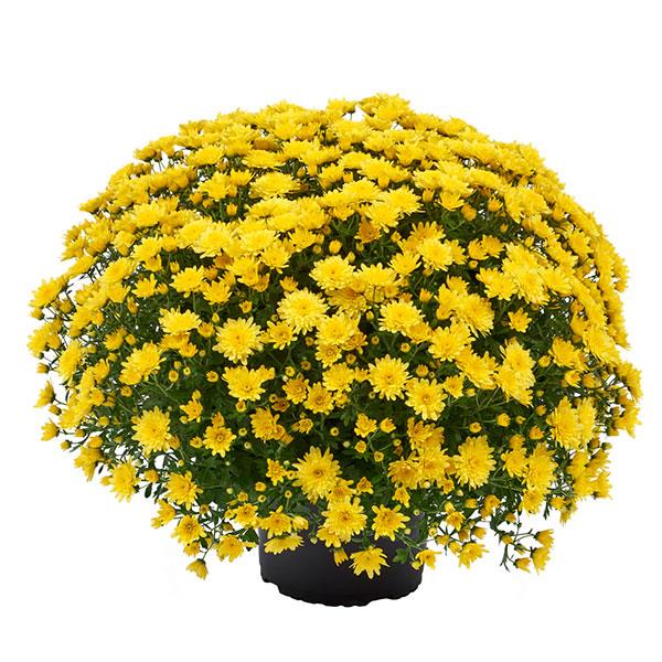 Garden Mum Morgana Yellow Container