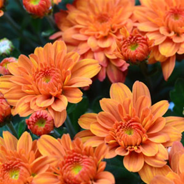 Garden Mum Pumpkin Pie Orange Bloom
