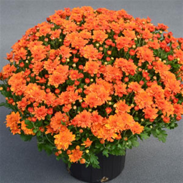 Garden Mum Pumpkin Pie Orange Container