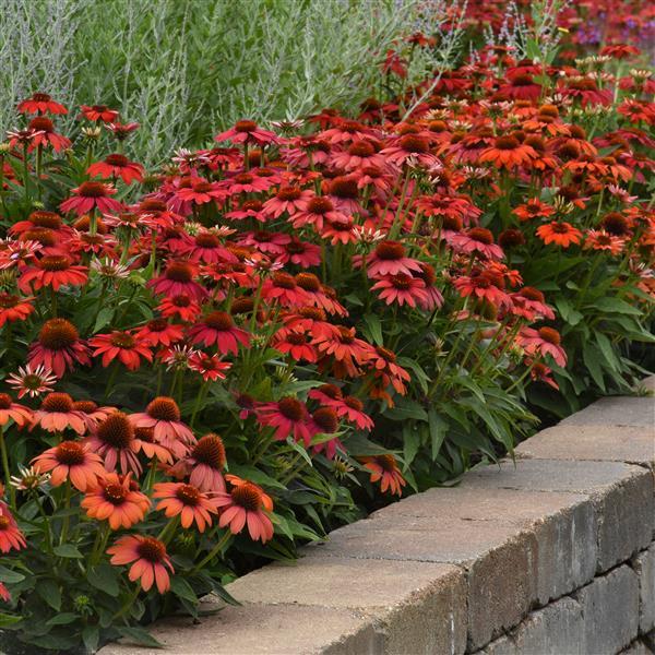 Artisan™ Collection Red Ombre Commercial Landscape 2