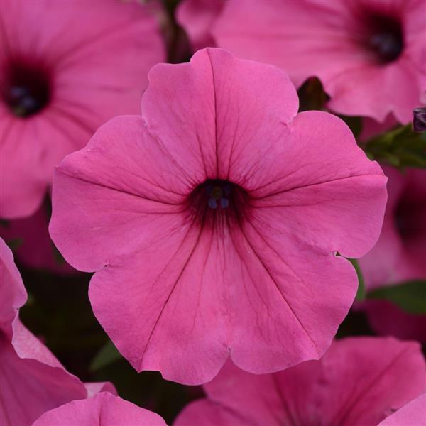 ColorRush™ Pink Bloom