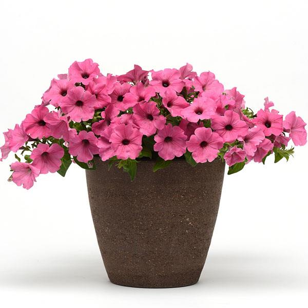 ColorRush™ Pink Container