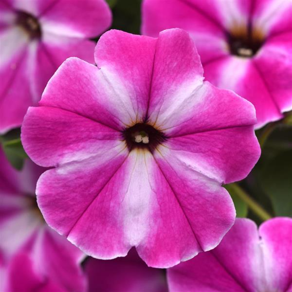 ColorRush™ Pink Star Bloom