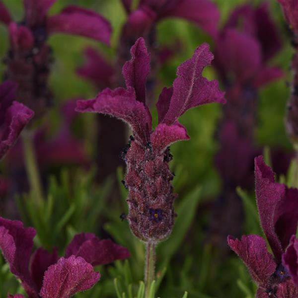Anouk Burgundy Bloom