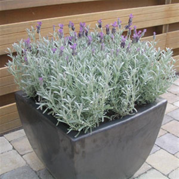 Anouk Silver Anouk Container