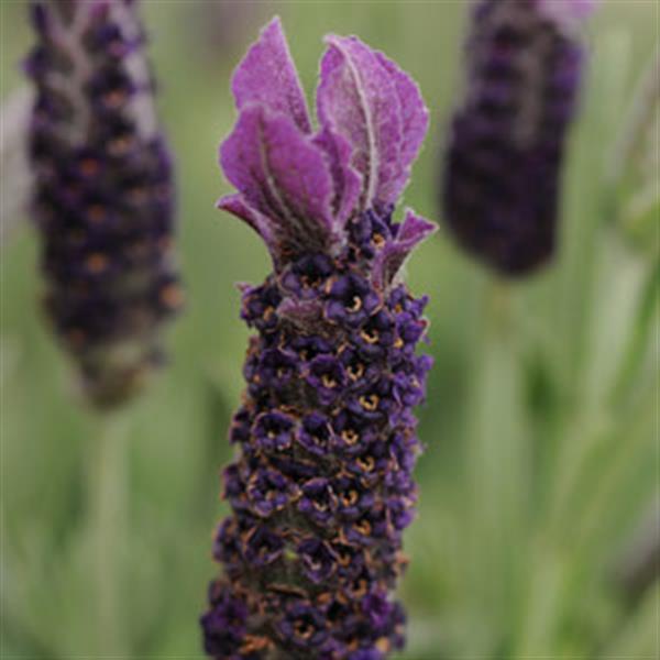 Anouk Anouk Supreme Bloom
