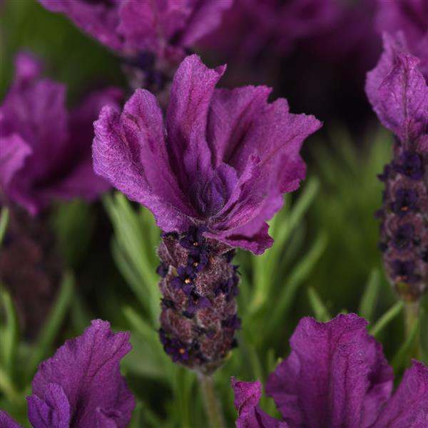 Anouk Doublescape Bloom