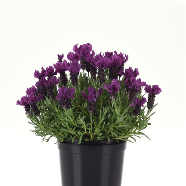 Anouk Doublescape Container