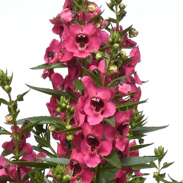 Archangel™ Dark Rose Bloom