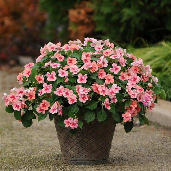 Patchwork™ Peach Prism Container