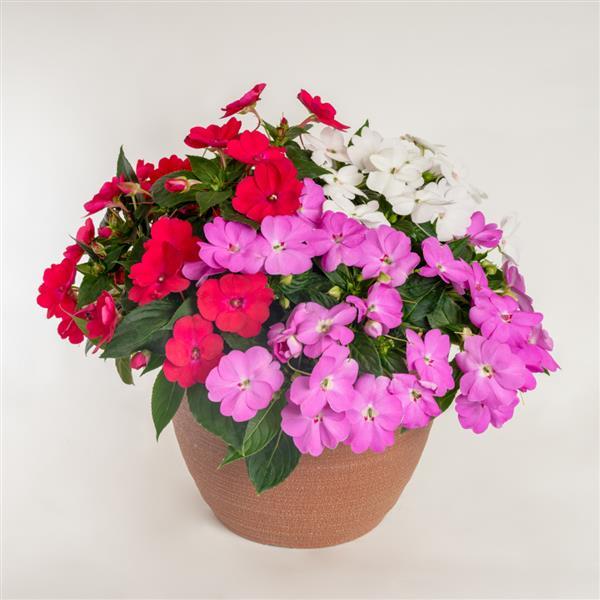 SunPatiens<sup>®</sup> Compact Boombox Boogie Mix Container