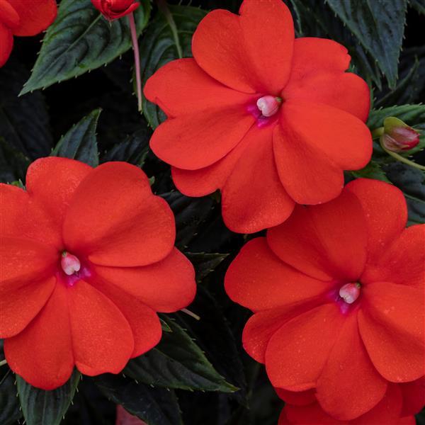 SunPatiens<sup>®</sup> Vigorous Orange Bloom