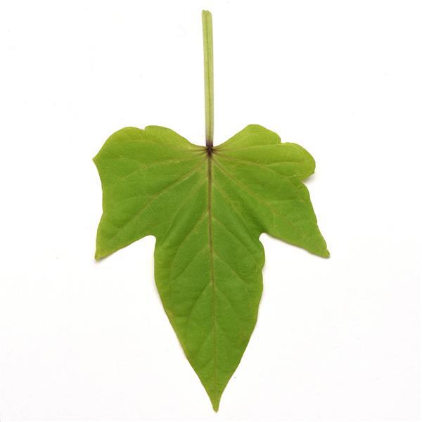 SolarPower™ Lime Heart Bloom