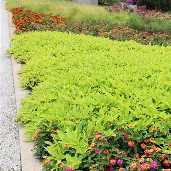 SolarPower™ Lime Heart Commercial Landscape 4