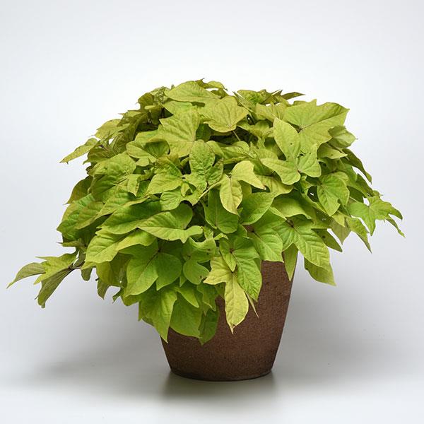 SolarPower™ Lime Heart Container
