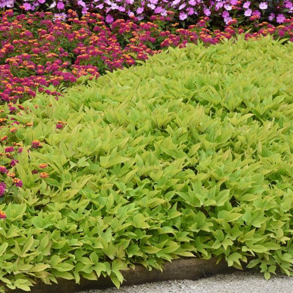 SolarPower™ Lime Heart Landscape