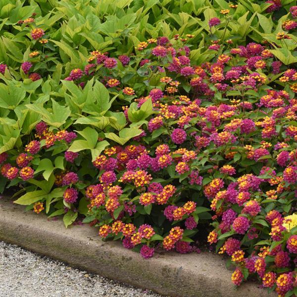 Lucky™ Sunrise Rose Landscape