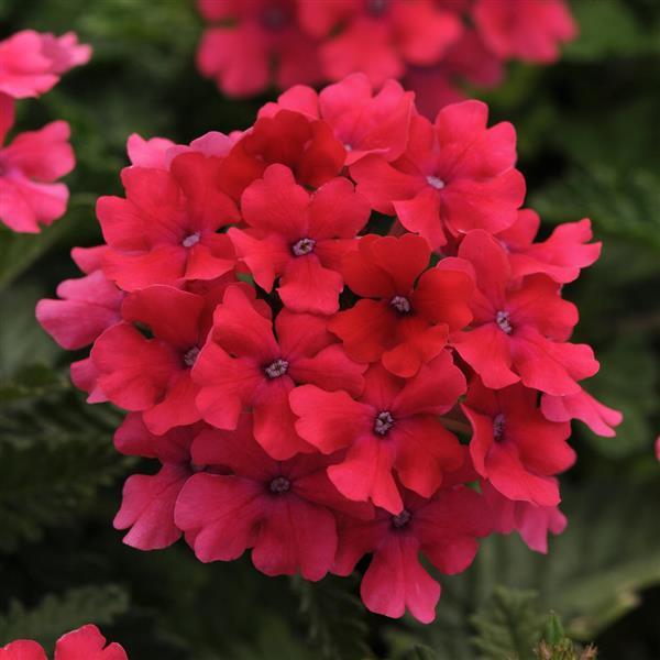 EnduraScape™ Hot Pink Bloom