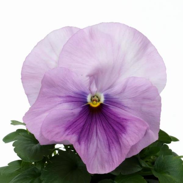 Spring Matrix™ Pink Shades Bloom