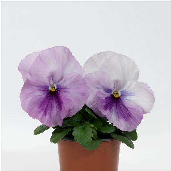 Spring Matrix™ Pink Shades Container