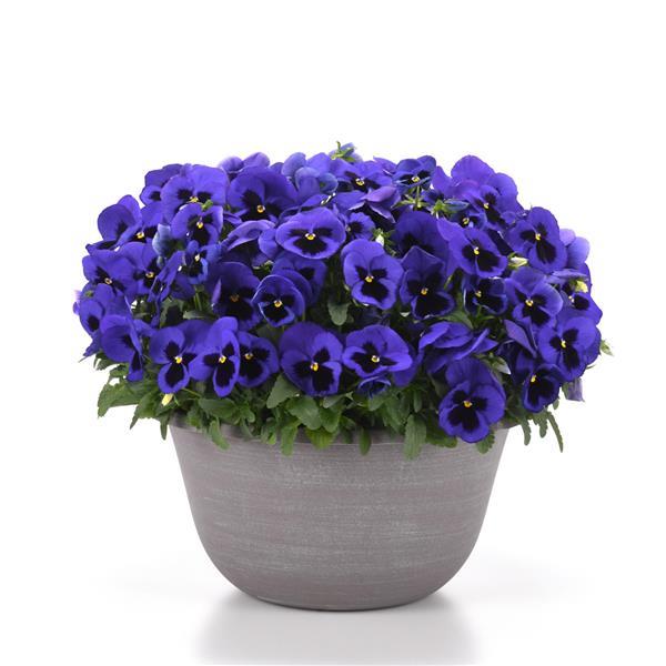 Matrix<sup>®</sup> Blue Blotch Container