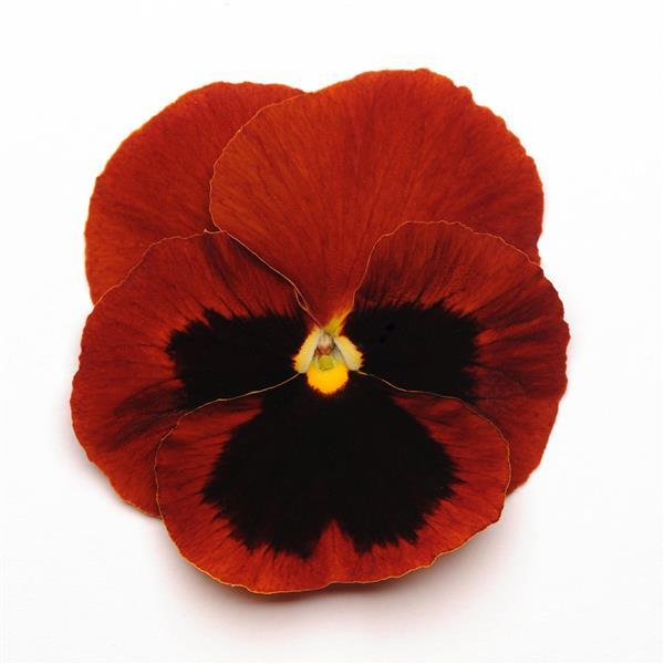 Matrix<sup>®</sup> Red Blotch Bloom