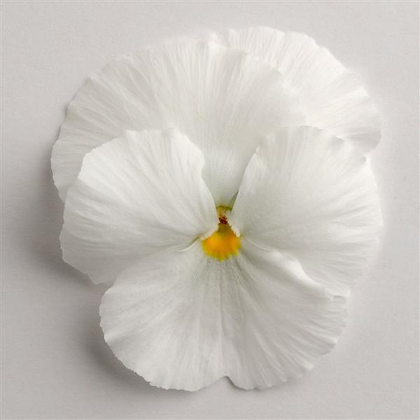 Matrix<sup>®</sup> White Bloom