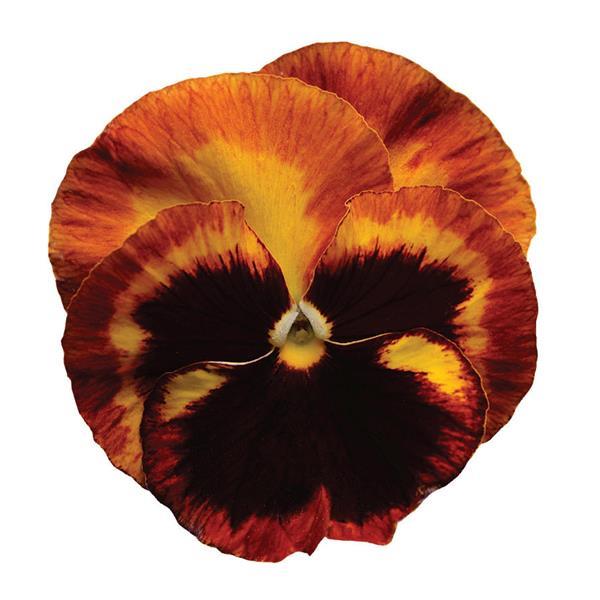 Matrix<sup>®</sup> Solar Flare Bloom