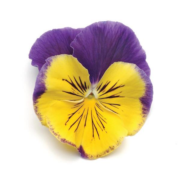 Matrix<sup>®</sup> Morpheus Bloom