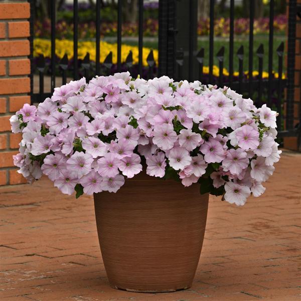 Easy Wave<sup>®</sup> Pink Pearl Container