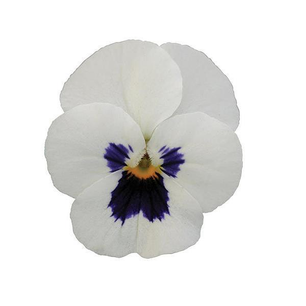 Sorbet<sup>®</sup> XP White Blotch Bloom