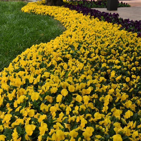Sorbet<sup>®</sup> XP Yellow Commercial Landscape 1