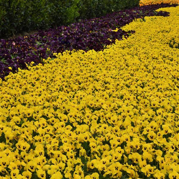 Sorbet<sup>®</sup> XP Yellow Blotch Commercial Landscape 1