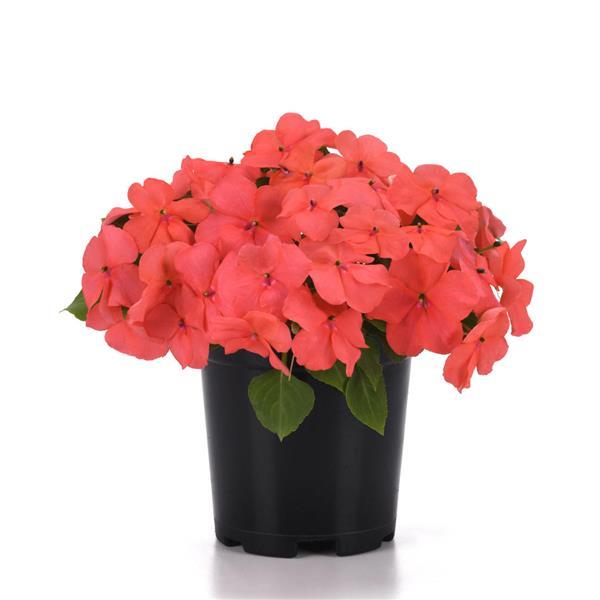 Beacon<sup>®</sup> Coral Container
