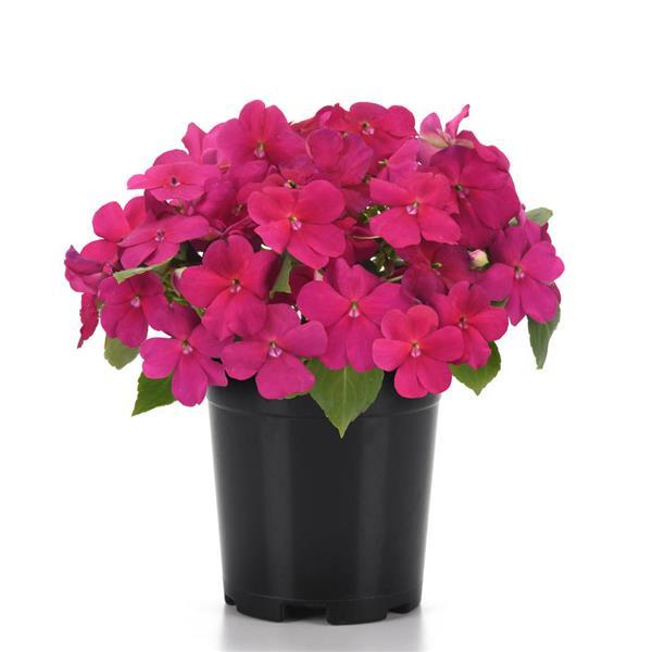 Beacon<sup>®</sup> Violet Shades Container