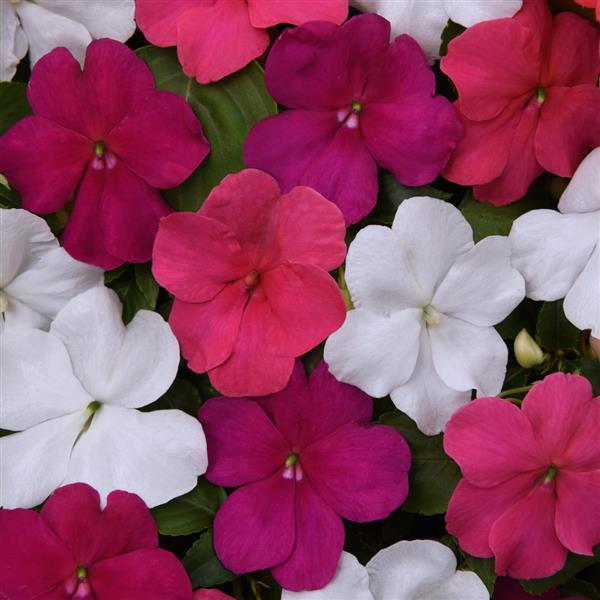 Beacon<sup>®</sup> Portland Mixture Bloom