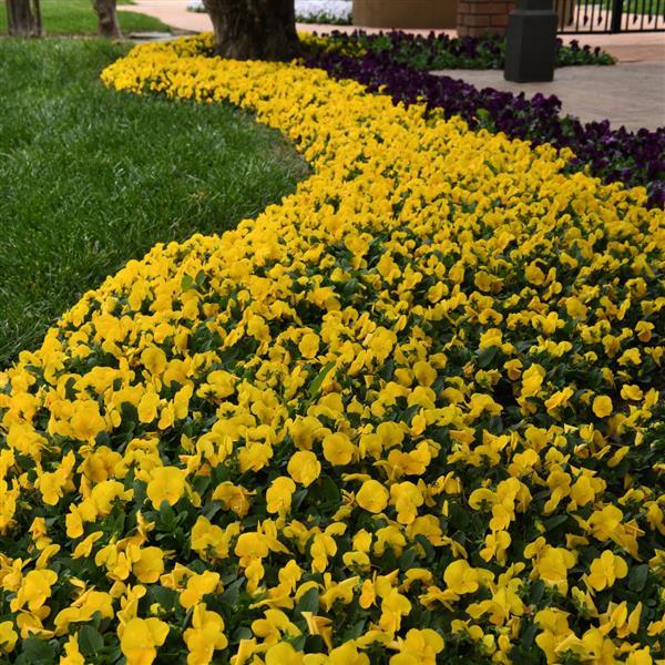 Sorbet<sup>®</sup> XP Yellow Commercial Landscape 1