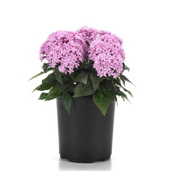 Lucky Star<sup>®</sup> Lavender Container