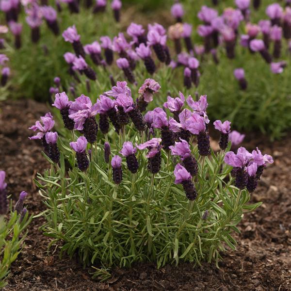 Anouk Royal Anouk Garden