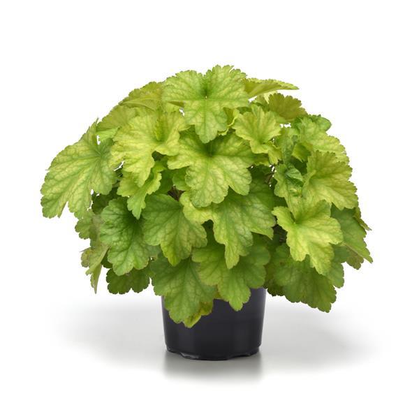 Carnival Lime Zest Container