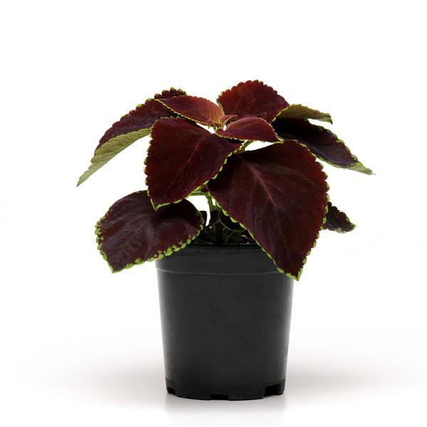 Coleus, Premium Sun Chocolate Mint Container