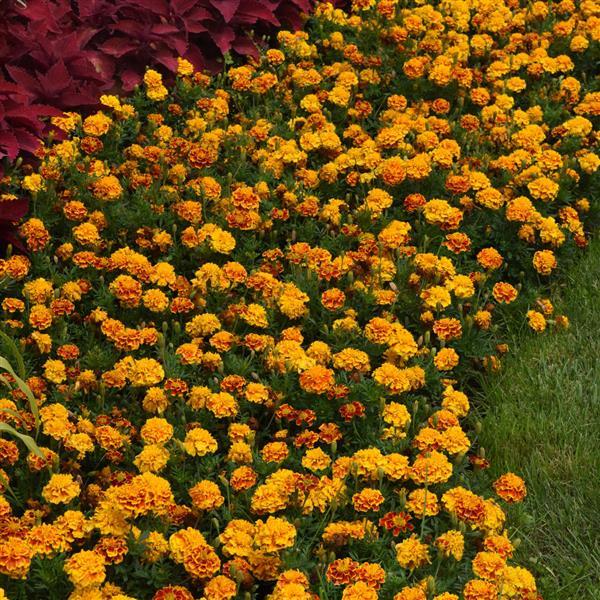 Bonanza™ Bee Landscape