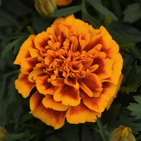 Bonanza™ Flame Bloom