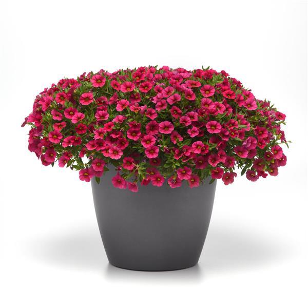 Cabaret<sup>®</sup> Hot Rose Container