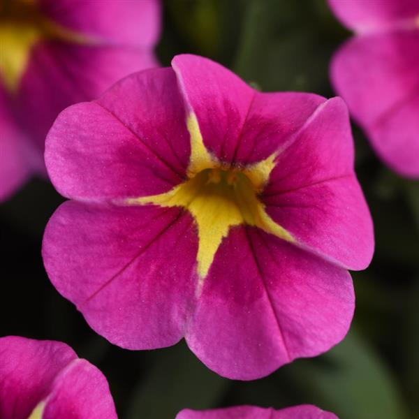Conga™ Pink Star Bloom