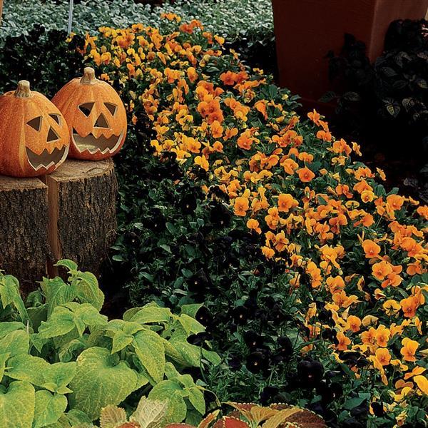 Sorbet<sup>®</sup> Black Delight Commercial Landscape 1