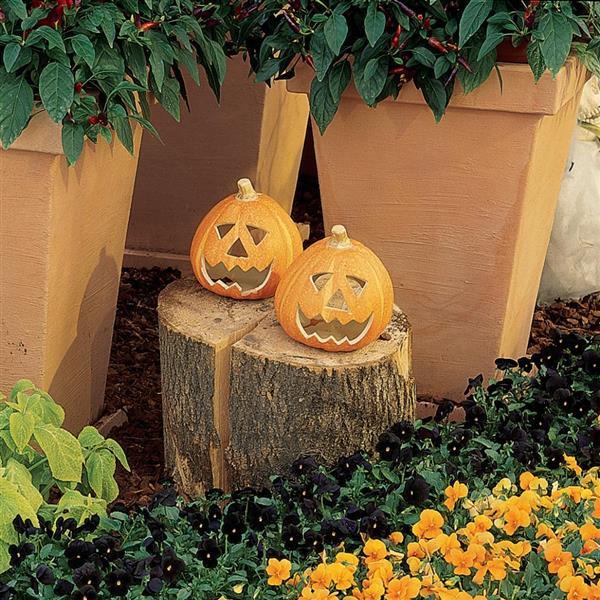 Sorbet<sup>®</sup> Black Delight Landscape