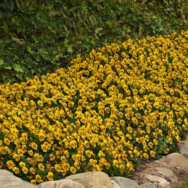 Sorbet<sup>®</sup> Tiger Eye Landscape